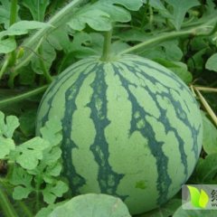 浙江天台浙蜜2号西瓜逐渐升温