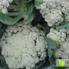 沽源绿色无污染蔬菜大量上市，欢迎选购