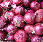 内蒙古九原红皮洋葱品质上乘，欢迎选购
