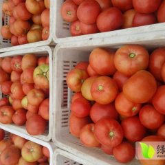 我处有大棚西红柿，质量优，货源足