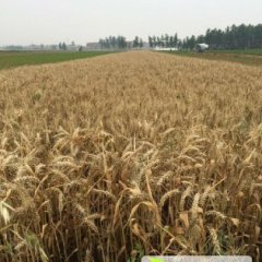 大面积优质小麦，玉米，等您来选购