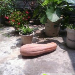 湖北团风金韩密本南瓜质量上乘