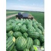 常年出售西瓜，品种很多，质量保证，价格优惠