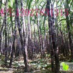 广东翁源甘蔗长势喜人坝仔代办（林春如）诚信合作