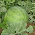 我地区现在花皮无籽大量上市，欢迎订购