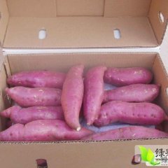 陕西大荔县红薯大量上市