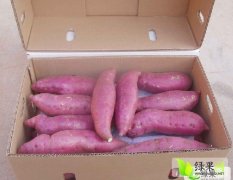 陕西大荔县红薯大量上市