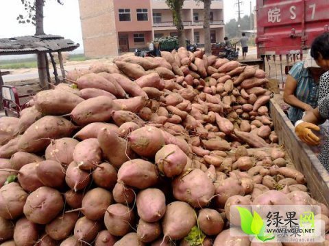 2014年湖北宜城豫薯13红薯价格