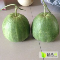 我基地常年专业预订出售嫁接西瓜苗，欢迎洽谈