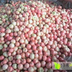 2014东昌府西红柿值得出手