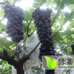户太八号葡萄无籽，口感甜，果粒大
