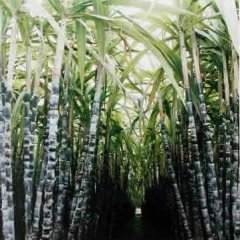 大量供应黑甘蔗,长两米五,皮全黑,脆甜可口