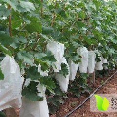 大荔葡萄绿色无害，颗粒饱满，果型好