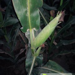 泾阳玉米质量上乘,价格优惠，欢迎洽谈