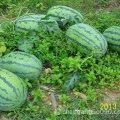 章丘黄河瓜果批发市场代销西瓜