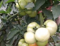 通道西红柿上市期8-11月，果实坚，易贮藏