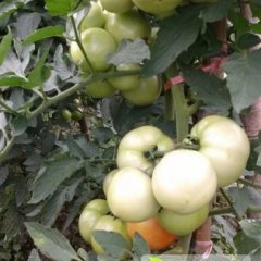 通道西红柿上市期8-11月，果实坚，易贮藏