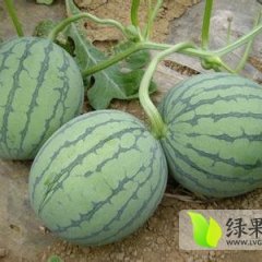宁安西瓜瓜皮韧性好；甜度高，水分足