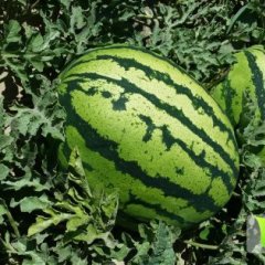 甘肃山丹县西瓜个大，瓤红汁多，果肉鲜嫩