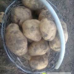 围场2015年荷兰十五八月初大量上市