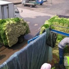 山东高青万亩美国西芹滞销