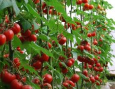 现有大量大棚大红粉红西红柿上市，保质保量
