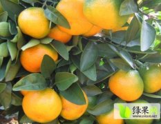 湖南澧县柑橘代办信息中心