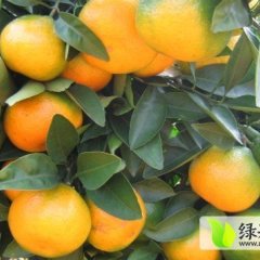 湖南澧县柑橘代办信息中心