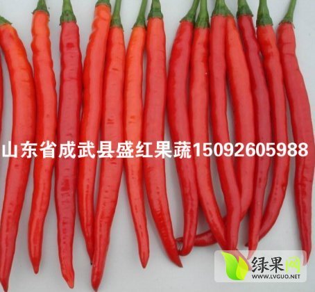 2014年山东成武线椒价格