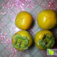 本产品在8月中旬开始变黄，个头不大