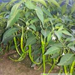 山东单县线椒辣椒