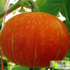 神池南瓜它色泽艳丽，品质好，口感面甜