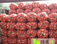 肃州红皮洋葱鳞片肉质稍带红色，耐贮藏，运输
