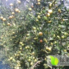 广西柳城南丰蜜桔柑橘火爆招商中