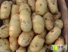 荷兰十五土豆，色泽饱满，个头大，无虫眼