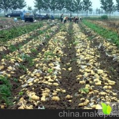 牙克石牙克曲洪旺8月荷兰十五土豆