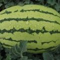 翁牛特旗西瓜种植面积大品种多，甜度高，品质极佳