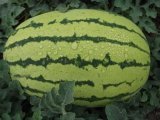 翁牛特旗西瓜种植面积大品种多，甜度高，品质极佳
