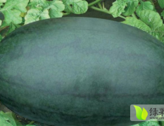 金凤有20几万斤的黑美人西瓜，味道甜美，保质保量
