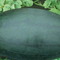 金凤有20几万斤的黑美人西瓜，味道甜美，保质保量