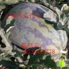 黑龙江西瓜火热上市，水分多，含糖量高