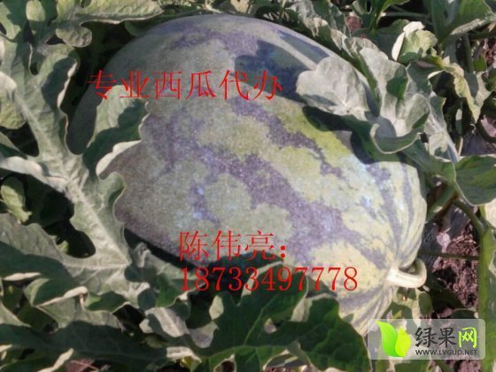 8424西瓜价格
