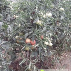 大量供应优质西红柿，质优价廉，量大从优