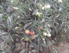 大量供应优质西红柿，质优价廉，量大从优