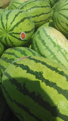 高湾西瓜个大皮薄，瓤红汁多，甘甜爽口