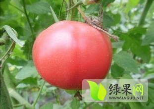 西红柿无污染，无公害，色泽鲜艳