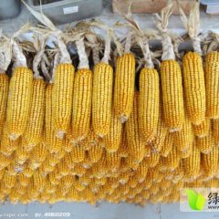 本地有万亩玉米，品种繁多，质量上乘