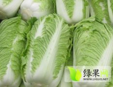 山东肥城北京新三号白菜何去何从