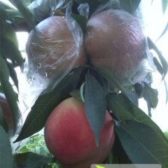 大荔蜜桃口感爽口,个头大，颜色亮，硬度好，含糖量高