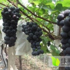 灵宝葡萄粒大色好，糖分大，口感好